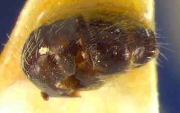 Media type: image; Entomology 21541   Aspect: habitus lateral view 3